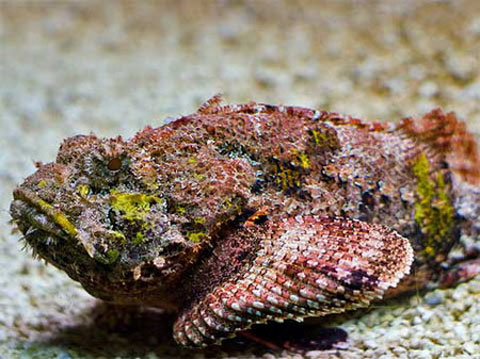 Gỏi cá mặt quỷ